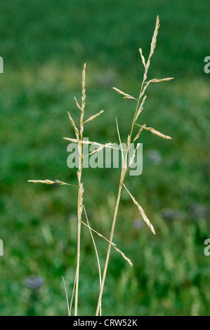 Riflessi SALTMARSH-erba Puccinellia distans Foto Stock