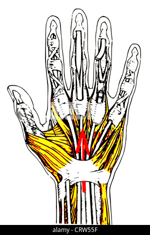 Anatomia della mano umana colorati Foto Stock