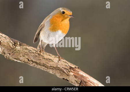 Robin Foto Stock