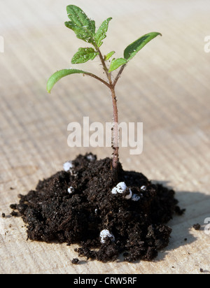 Verde giovane coltivazione del pomodoro dal suolo Foto Stock