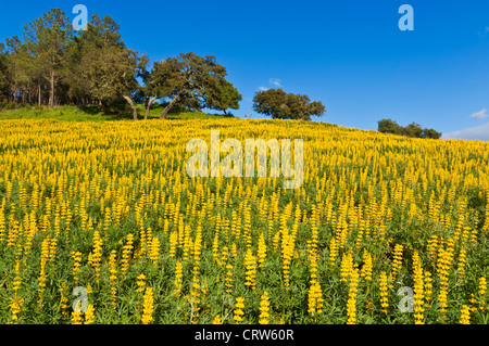 Wild lupino giallo in un campo Foto Stock