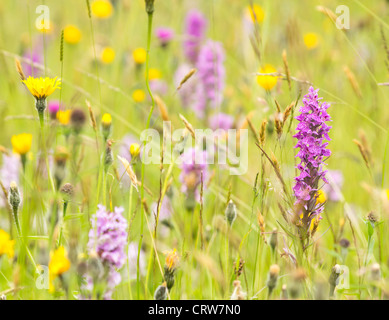 Early Marsh Orchid, prato estivo GLOUCESTERSHIRE REGNO UNITO Foto Stock
