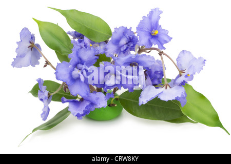 Dolci violette blu fiori Foto Stock