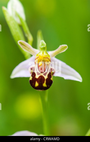 Orchidea di ape Foto Stock
