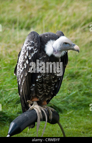 Vulture bird su un uccello selvatico mostrano Foto Stock