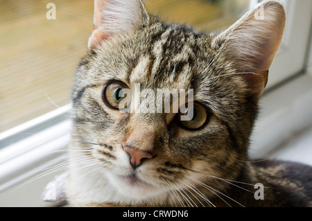 Tabby cat guardando il proprietario. La luce proveniente dalla finestra. Foto Stock