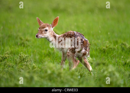 Appena nato Daini, Dama Dama prende i suoi primi passi Foto Stock