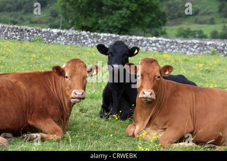 Le mucche in un campo Derbyshire Foto Stock