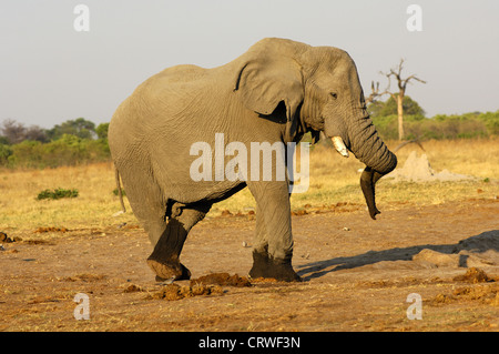 Dancing Elephant bull Foto Stock