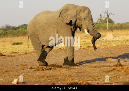 Dancing Elephant bull, Savuti, Botswana Foto Stock