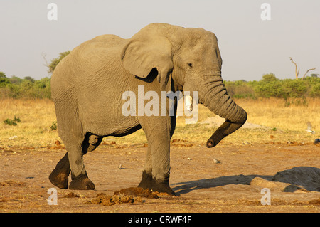 Dancing Elephant bull, Savuti, Botswana Foto Stock