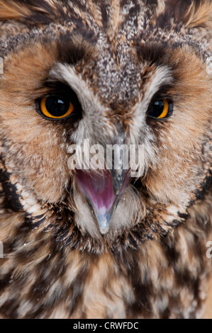 Gufo comune (Asio otus) ritratto Foto Stock