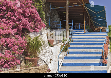 Grecia Creta Agia Galini fasi floreali Foto Stock