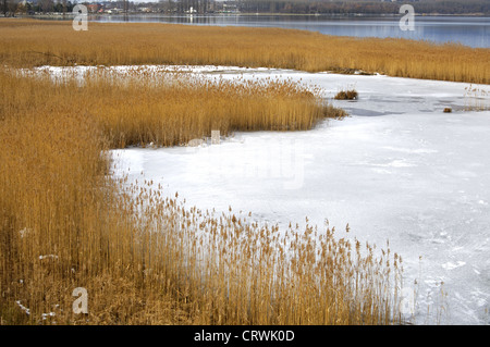 Nastro a lamelle litoranea, lago di Neuchâtel Foto Stock