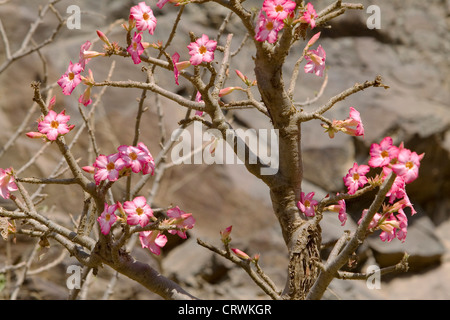 Bottiglia di fioritura tree (adenium obesum socotranum), Wadi sara'a Sana'a, Yemen Foto Stock