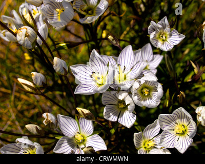 Mueller's Snow genziana (Chionogentias muelleriana sub-specie alpestris), montagne innevate, NSW, Australia Foto Stock