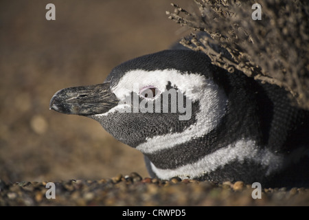Pinguini di Magellano Foto Stock