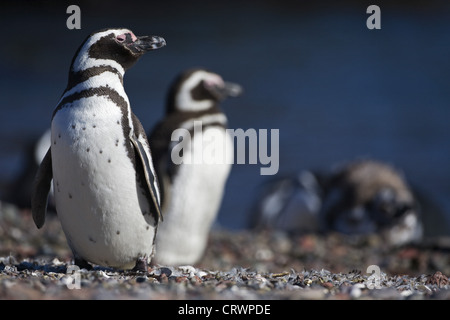 Pinguini di Magellano Foto Stock