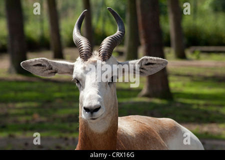 Dama gazzella (Nanger dama), il parco Serengeti di Hodenhagen, Bassa Sassonia, Germania Foto Stock