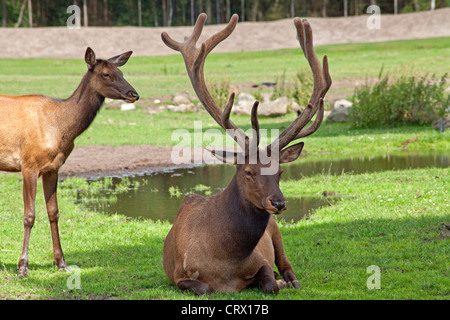 Wapiti (elk, Cervus elaphus canadensis), il parco Serengeti di Hodenhagen, Bassa Sassonia, Germania Foto Stock