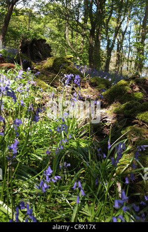 Bluebells in Middleton Woods, Ilkley Foto Stock