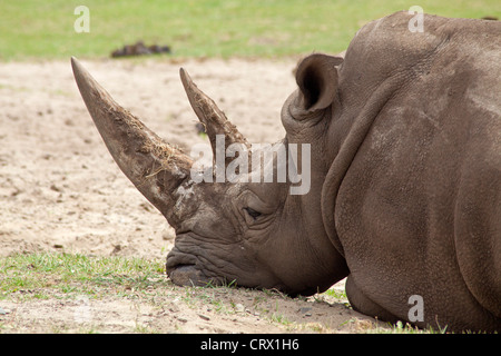 Rinoceronte bianco (quadrato a labbro rinoceronte, Ceratotherium simum), il parco Serengeti di Hodenhagen, Bassa Sassonia, Germania Foto Stock
