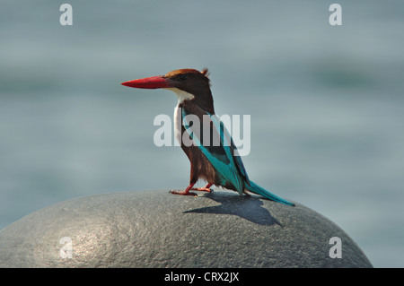 Bianco-throated kingfisher (Halcyon smyrnensis) Foto Stock