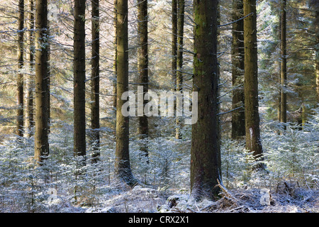 Spolverata di neve in una pineta di pino silvestre, Fernworthy, Dartmoor Devon, Inghilterra. Inverno (febbraio 2010). Foto Stock