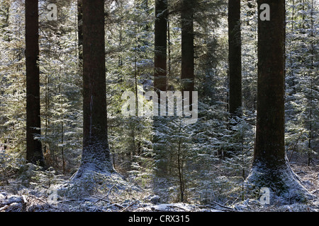 Spolverata di neve in una pineta di pino silvestre, Fernworthy, Dartmoor Devon, Inghilterra. Inverno (febbraio 2010). Foto Stock