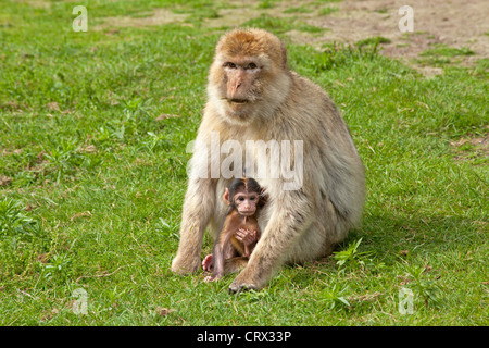 Barbary macaque (Macaca sylvanus) con cub, parco Serengeti di Hodenhagen, Bassa Sassonia, Germania Foto Stock