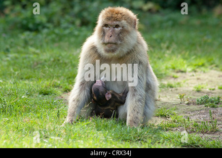 Barbary macaque (Macaca sylvanus) con cub, parco Serengeti di Hodenhagen, Bassa Sassonia, Germania Foto Stock