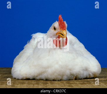 HUBBARD CROSS BROILER, 6 settimana (galletti) / STUDIO Foto Stock