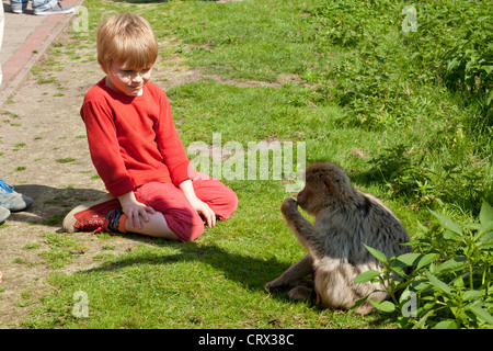 Ragazzo guardando Barbary macaque (Macaca sylvanus), il parco Serengeti di Hodenhagen, Bassa Sassonia, Germania Foto Stock