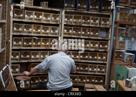 Insetto e il mercato degli uccelli, in Cina a Shanghai Foto Stock