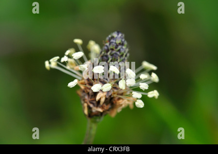 Ribwort piantaggine lanceolata planzago perenne Foto Stock