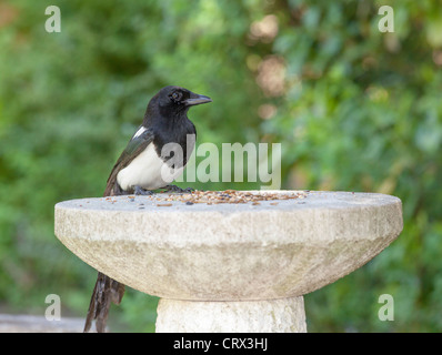 Bianco e nero gazza europea (Pica pica) permanente sulla pietra tabella di uccelli alimentazione su bird semi alimentari in un giardino inglese, Surrey, Inghilterra del sud-est Foto Stock