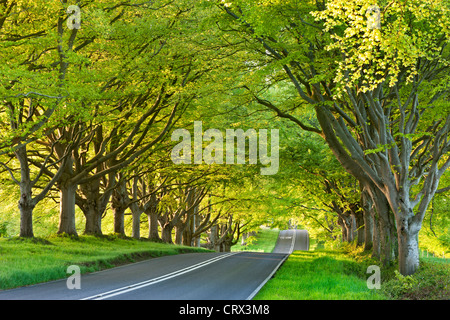 Il faggio strada alberata in primavera, Nr Wimborne, Dorset, Inghilterra. Molla (Maggio 2012). Foto Stock