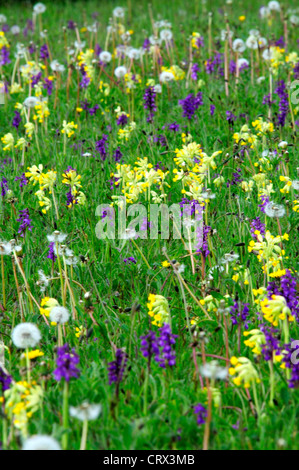 Una bella tradizionali fieno prato in primavera con cowslips, verde-winged orchidee e tarassaco orologi REGNO UNITO Foto Stock