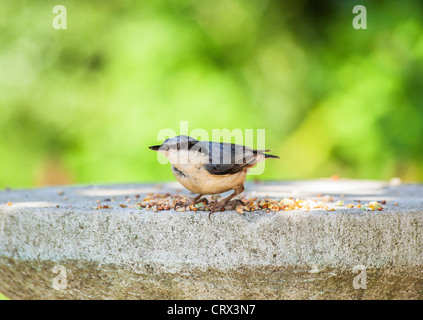 Piccolo nuthatch eurasiatico (Sitta europaea) in piedi che alimenta su semi su un tavolo di uccelli di pietra in un giardino inglese, Surrey, Inghilterra sud-orientale (residente) Foto Stock