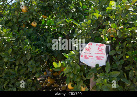 Un segno avverte dell'applicazione del pesticida Lorsban (Clorpirifos) in California Orange grove Foto Stock