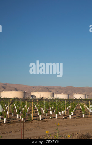 Maricopa, California - Un nuovo vigneto piantato vicino a serbatoi dell'olio nella valle di San Joaquin. Foto Stock