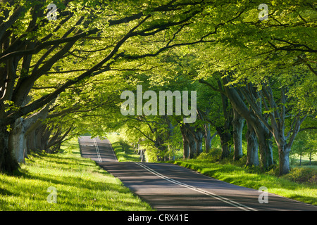 Il faggio strada alberata in primavera, Wimborne, Dorset, Inghilterra. Molla (Maggio 2012). Foto Stock