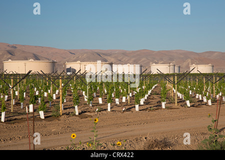Maricopa, California - Un nuovo vigneto piantato vicino a serbatoi dell'olio nella valle di San Joaquin. Foto Stock