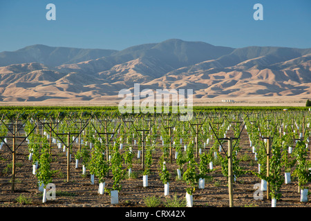 Maricopa, California - Un nuovo vigneto piantato nella valle di San Joaquin. Foto Stock
