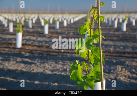 Maricopa, California - una giovane pianta di uva in un nuovo vigneto piantato nella valle di San Joaquin. Foto Stock
