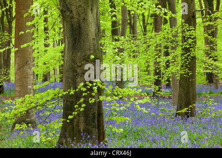Bluebell un tappeto in un bosco di faggio, West boschi, Lockeridge, Wiltshire, Inghilterra. Molla (Maggio 2012). Foto Stock