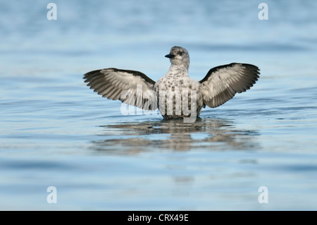 Nero a Guillemot o 'tystie' (Cepphus grylle) in inverno piumaggio, nuoto nel Porto di Lerwick, Shetland. Ottobre. Foto Stock