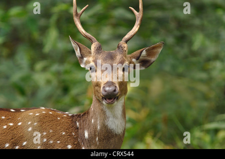 Maschio di cervo maculato Foto Stock