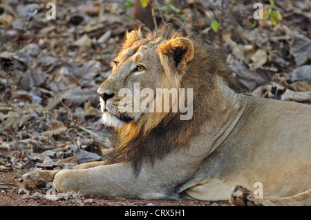 Maschio di leone asiatico Foto Stock