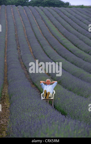 Andrew Olmi nel suo campo di lavanda a Lordington Agriturismo vicino a Chichester West Sussex Regno Unito Foto Stock